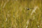 Aeshnea junca--Guichard 23