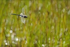 Aeshnea junca--Guichard 17