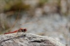 Sympetrum fonscolombii-Guich 04