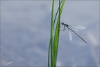 Lestes sponsa-Guich 01