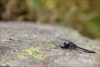 Leuchorrhinia dubia-Guich 01