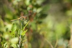 Sympetrum danae-Guichard 04