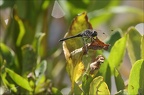 Sympetrum danae-Guichard 07