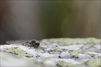 Sympetrum danae-Guichard 12