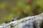 Sympetrum danae-Guichard 10