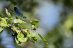 Calopteryx virgo (Herretang) 01