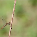 Sympetrum vulgatum-Lac Genin01