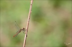 Sympetrum vulgatum-Lac Genin01