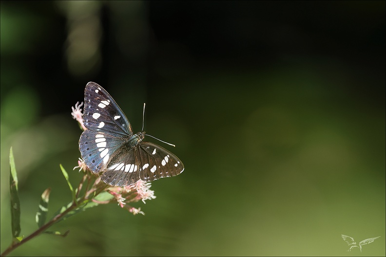 Sylvain azuré (Bossieu)_01.jpg