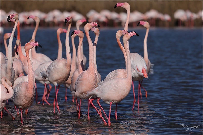 Flamand rose pdc_05.02.25-0018.jpg