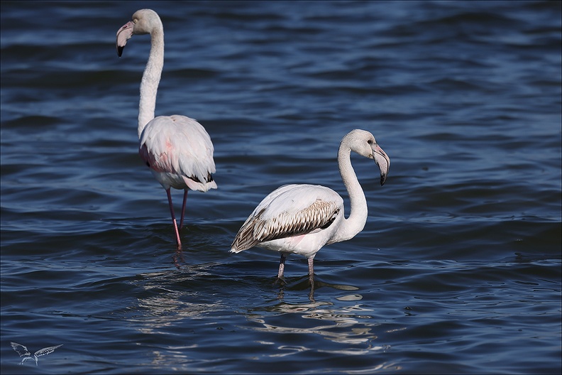 Flamand rose_04.02.25-0002.jpg