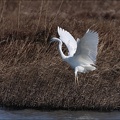 Grande aigrette 04.02.25-0015