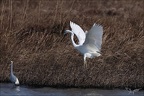 Grande aigrette 04.02.25-0015