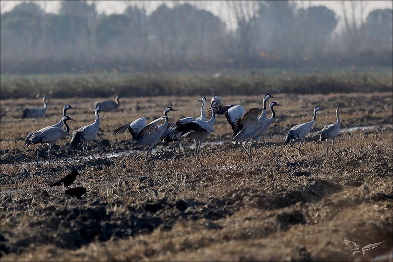 Grues cendrées_05.02.25-0003.jpg