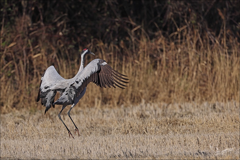 Grues cendrées_06.02.25-0009.jpg