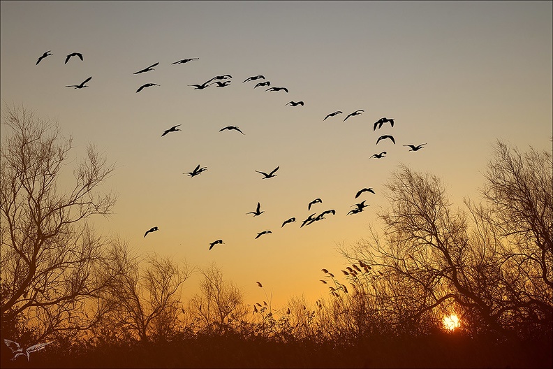 Ibis falcinelle  vol_05.02.25-0001+.jpg