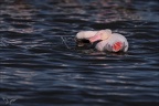 Flamand rose pdc 05.02.25-0015