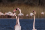 Flamand rose pdc 05.02.25-0038
