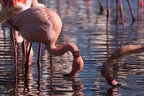 Flamand rose pdc 05.02.25-0095