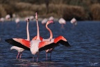 Flamand rose pdc 05.02.25-0048