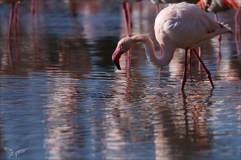 Flamand rose pdc_05.02.25-0055.jpg