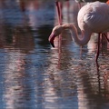 Flamand rose pdc 05.02.25-0055