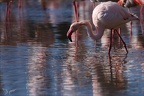 Flamand rose pdc 05.02.25-0055