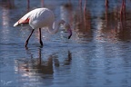 Flamand rose pdc 05.02.25-0054
