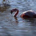 Flamand rose pdc 05.02.25-0064
