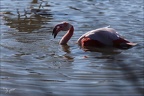 Flamand rose pdc 05.02.25-0064