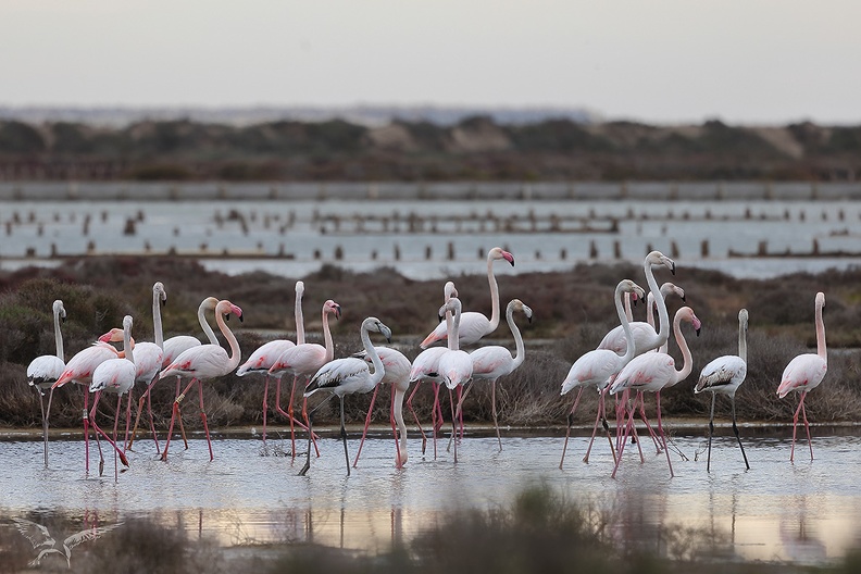 Flamants roses Leucate.jpg