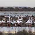 Flamants roses Leucate