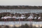 Flamants roses Leucate