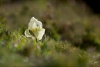 Iris des garrigues 23.02.25-0001