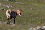 Chevaux de 30.05.25-0014