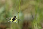 Ascalaphe 29.05.25