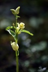Cephalanthera damasonium 29.05.25-0014