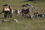 Chevaux de 30.05.25-0093