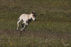 Chevaux de 30.05.25-0039