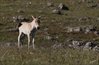 Chevaux de 30.05.25-0032