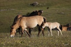 Chevaux de 30.05.25-0122