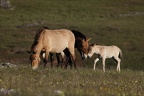 Chevaux de 30.05.25-0109