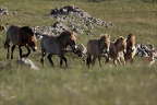 Chevaux de 30.05.25-0096