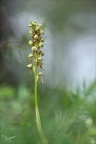 Orchis anthropophora 31.05.25-0015