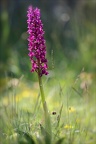 Orchis mascula 30-05-25