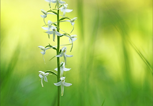 Platanthera bifolia 09.06.25-0012