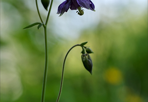 Ancolie 09.06.25-0007