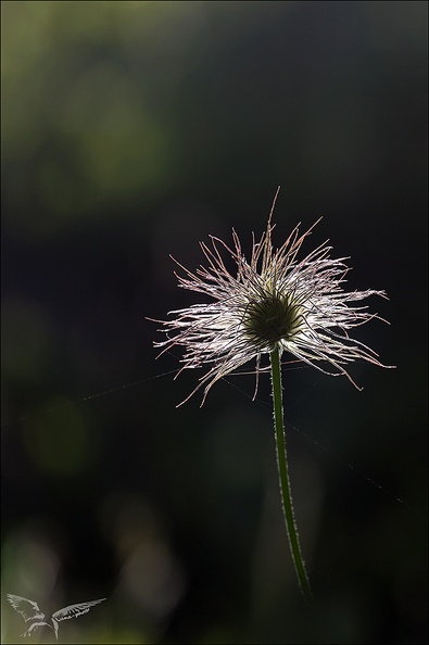 Anémone de montagne 22.06.25.jpg
