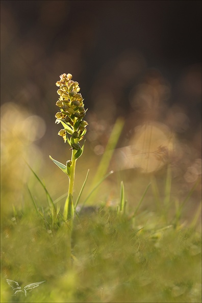 Coeloglossum viride21.06.25-0002.jpg