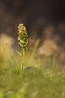 Coeloglossum viride21.06.25-0002